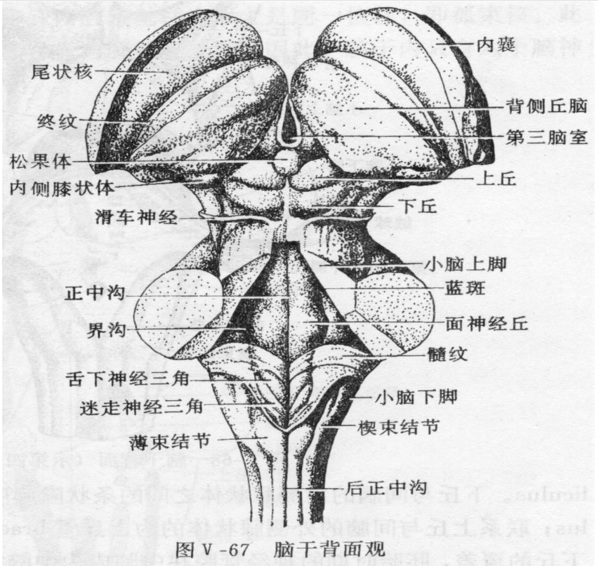 羊腦腦干<em>背面</em>觀