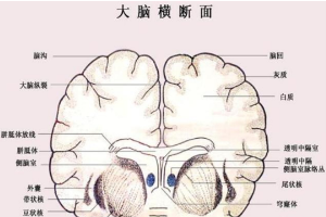 <em>羊</em><em>的</em><em>大腦</em>橫斷面