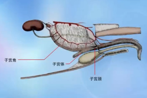 <em>動物</em><em>生理</em>—分娩<em>的</em>過程