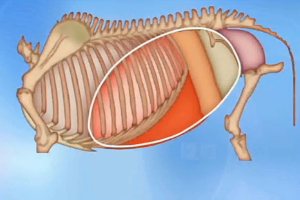 動物生理—腹腔<em>的</em>劃分