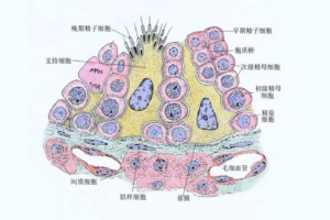 動(dòng)物生理—精子<em>的</em>生成