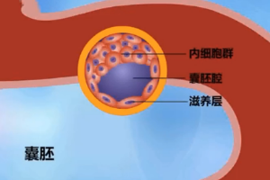 <em>動物</em><em>生理</em>—胚胎<em>的</em>早期<em>發育</em>