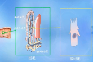 動物生理—小腸結構