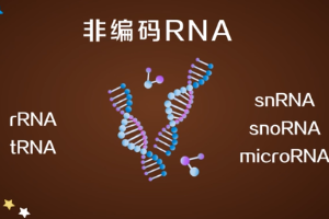 非<em>編碼</em>RNA—不<em>編碼</em>蛋白質<em>的</em>RNA
