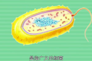 帶您了解原核生物