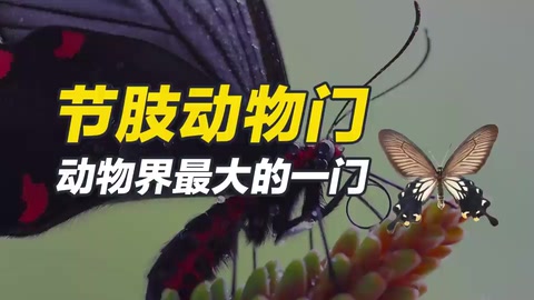 節(jié)肢動(dòng)物門，動(dòng)物界最大的一門
