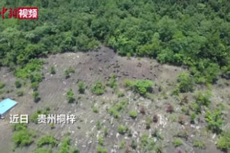 貴州桐梓：特色畜牧“跑山豬”跑出<em>致富</em>“加速度”