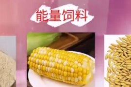 什么是能量飼料？