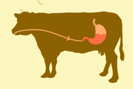 帶你來了解<em>反芻動物</em>