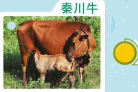 一分鐘了解秦川牛