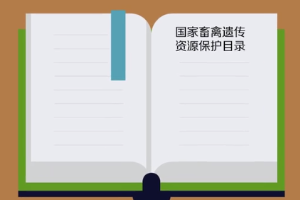 帶您了解小尾寒羊
