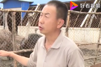 鴕鳥<em>的</em>養殖<em>技術上</em>—科普<em>中國</em>節目