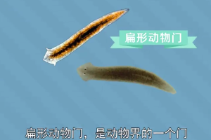 原來(lái).扁形動(dòng)物門長(zhǎng)這樣