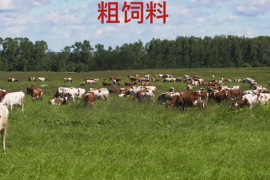 什么是粗<em>飼料</em>？