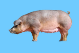 杜洛克<em>豬</em>原來長這樣
