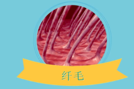 一分鐘了解生物學術語纖毛