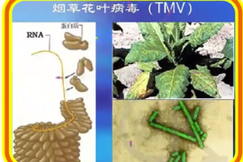 一分鐘了解煙草花葉病毒