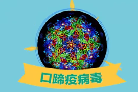 一分鐘了解口蹄疫病毒