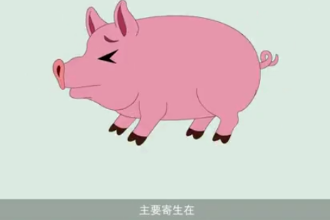 <em>可怕</em><em>的</em>豬囊尾蚴病！
