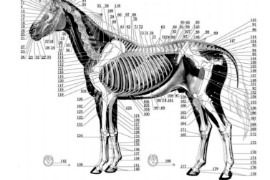 首個中<em>獸醫</em>針灸國家標準誕生