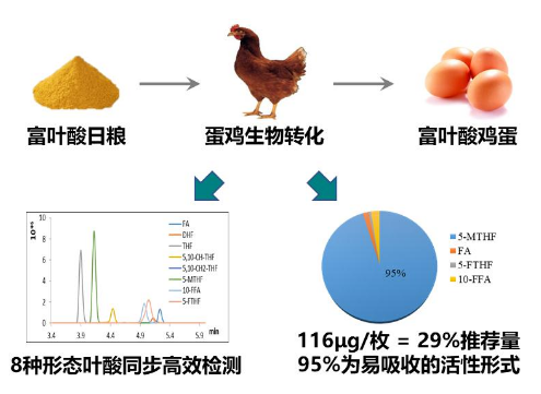 科學家研發<em>富</em>葉酸<em>雞蛋</em>及其質控技術