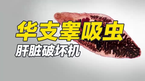 <em>華支睪吸蟲</em>——肝臟破壞機(jī)