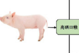 高硒攝入可誘導<em>豬</em>Ⅱ型糖尿<em>病</em>發生