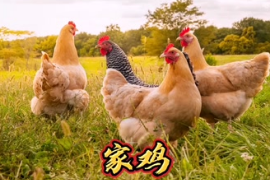 <em>那些</em>家禽們<em>的</em>野生祖先