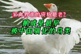 家禽界誰的資格最<em>老</em>？研究<em>稱</em>鵝或是最早被中國馴化的鳥類
