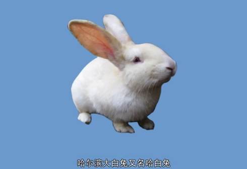帶您了解哈爾濱大白兔