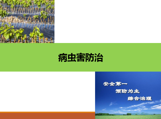 園藝<em>技術</em><em>專業</em>：《果樹生產創新模塊-—<em>病蟲害</em><em>防治</em>》<em>課程</em><em>思</em><em>政</em><em>課堂教學</em><em>設計</em>