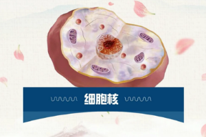 一分鐘了解細(xì)胞核