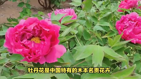 <em>牡丹</em>花：中國<em>的</em>國色天香