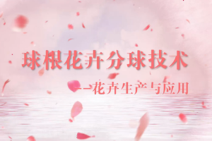 <em>微</em><em>課</em>：<em>園林</em><em>技術</em><em>專業</em>《<em>園林</em><em>花卉</em>—球根<em>花卉</em>分球<em>技術</em>》