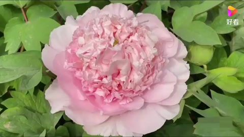 牡丹的象征意義和<em>精神</em>