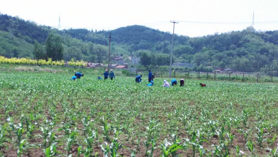 <em>玉米</em><em>標準化</em><em>生產</em>--田間管理1