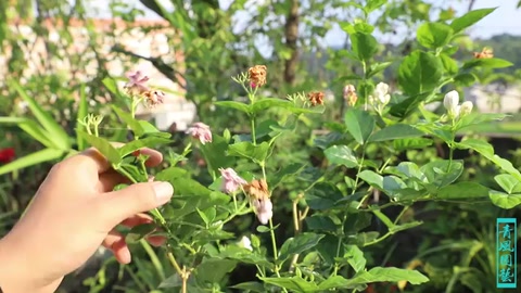 <em>茉莉</em>花大面積黃葉了，最有可能的是這2個原因，太準了