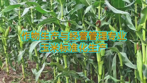 <em>作物</em><em>生產</em><em>與</em><em>經營管理</em><em>專業</em>：《玉米<em>標準化</em><em>生產</em>—選用良種》