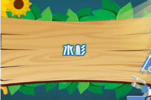 一分鐘了解水杉