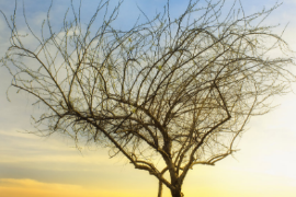 <em>微</em><em>課</em>：殯葬設備維護技術(shù)專業(yè)《喪葬禮儀》