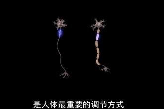 帶您了解神經調節