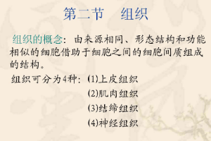 <em>課件</em>：中獸醫(yī)專業(yè)《動物<em>解剖</em><em>生理</em>—組織》