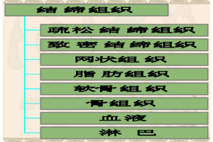 <em>課件</em>：<em>中</em><em>獸醫</em><em>專業</em>《<em>動物解剖</em><em>生理</em>—結締<em>組織</em>》