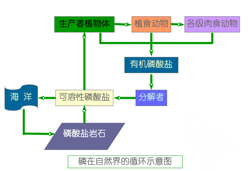 磷在自然界的<em>循環</em>示意圖
