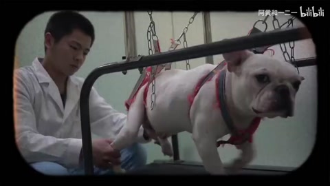 中<em>獸醫</em>：西醫沒讓它站起來，我做到了！