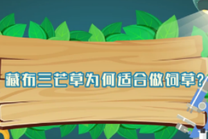 藏布三芒草為何適合作飼草