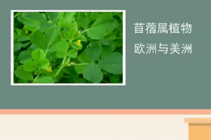 苜蓿<em>草</em>：一種優良的飼草資源