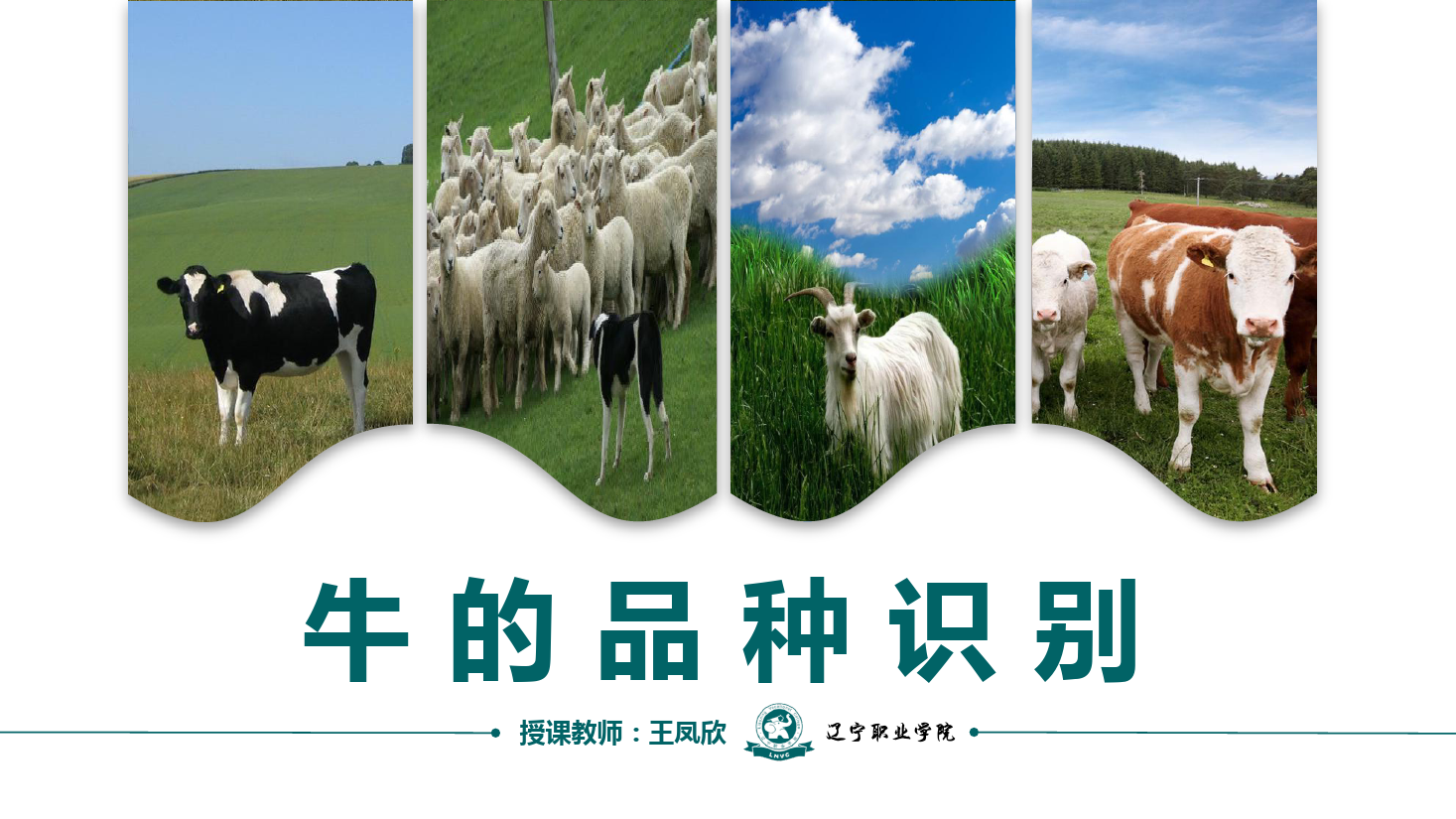 課件：畜牧獸醫(yī)專業(yè)《牛羊生產(chǎn)技術(shù)—牛的品種識(shí)別》