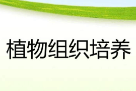 <em>課件</em>：綠色生物制造<em>技術</em><em>專業</em>《<em>植物</em><em>組織培養</em>》