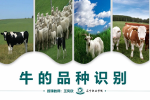 微課：畜牧獸醫(yī)專業(yè)《牛羊生產(chǎn)技術(shù)—牛的品種識(shí)別》